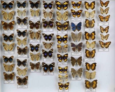 de nombreux types de papillons différents présentés dans une vitrine