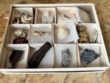a box with a variety of shells in it on a table