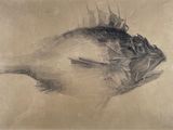 drawing of a fish on a piece of paper with a black and white background
