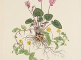 a drawing of a plant with pink flowers and green leaves