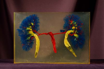 une photo d'une photo représentant une paire de poumons