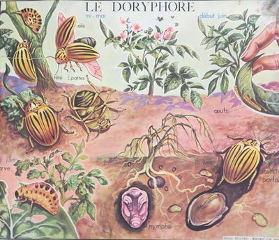 une photo d'une photo représentant des insectes dans un champ