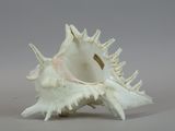 a white shell with spikes on it on a gray surface