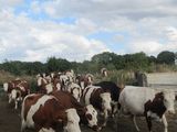 many cows that are standing in the dirt together