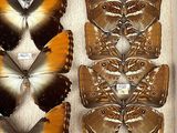 butterflies in a display case on a table with a white background