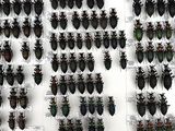 a lot of bugs that are on display on the wall