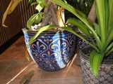 two potted plants that are sitting on a tiled floor