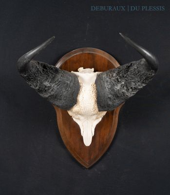 a bull ' s head mounted on a wooden plaque on a wall