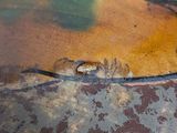 a close up of a rusted surface with a bird on it