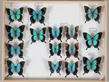 de nombreux papillons disposés dans un cadre en bois