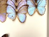 three butterflies in a shadow box with a white background