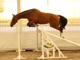a horse that is jumping over an obstacle