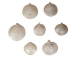 plusieurs coquillages sont disposés en cercle sur une surface blanche