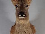 a close up of a deer head mounted on a wall