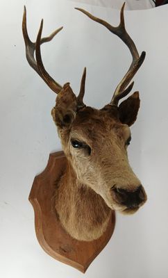 une tête de cerf fixée au mur d'une pièce