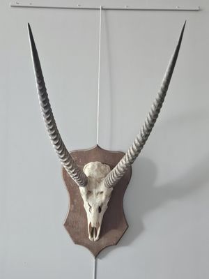 an antelope head mounted on a wall with a long horn