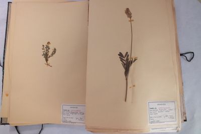 un livre sur lequel figure l'image d'une fleur