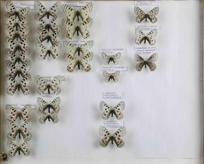 de nombreux papillons exposés dans un cadre