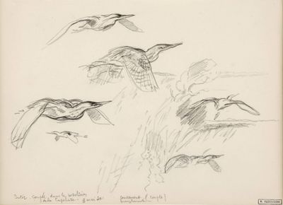 REBOUSSIN Roger, 1881-1965, Butors en vol, 9 mai 1930, dessi…
