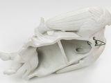 a white shell with a bird inside of it on a white surface