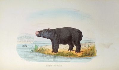 a drawing of a hippo standing on a hill by the water