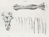 an old black and white drawing of a deer ' s head and other animal ' s bones