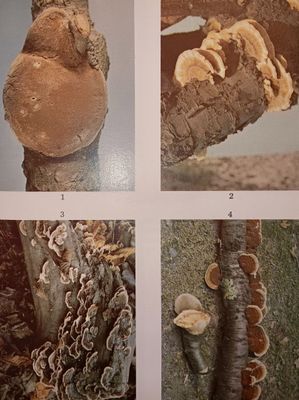 (Mycologie) VIENNOT (G.) Les Champignons parasites des Arbre…