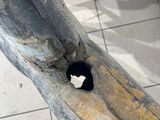 a black and white cat sitting in a hole in a metal pole