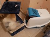un chien couché dans un bac à litière