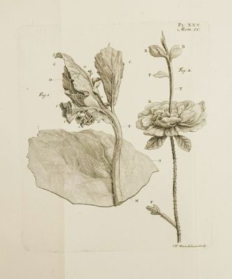 un vieux dessin représentant une plante avec des feuilles et des fleurs