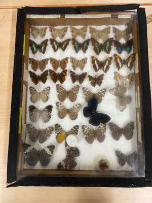 a lot of butterflies in a box on the table