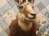 une tête de cerf accrochée au mur, sur un sol carrelé