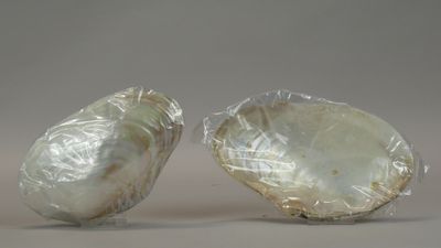 two large white shells are wrapped in plastic on a gray surface