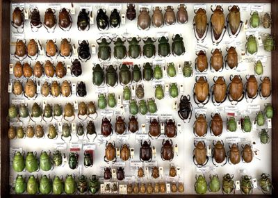 many different types of beetles on display in a display case