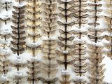 a large display of moths in a glass case on a wall