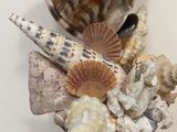 a vase with shells and seashells in it on a table