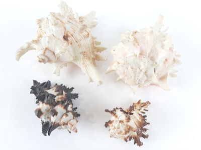 three different types of sea shells on a white surface
