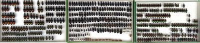 a picture of a window with a bunch of hair brushes in it