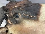 a close up of a horse ' s head with a piece of wood sticking out of it ' s nose