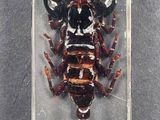 a close up of a scorpion in a clear box on a table