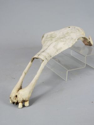 le squelette d'une girafe exposé dans une vitrine transparente