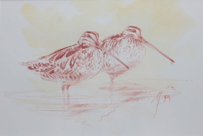 deux oiseaux qui se tiennent ensemble dans l'eau
