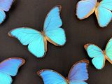 six blue butterflies are arranged in a circle on a black surface