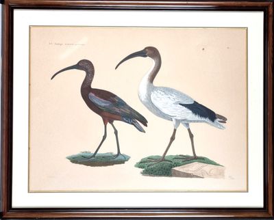 deux oiseaux debout l'un à côté de l'autre sur l'herbe