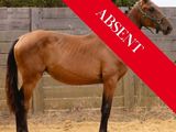 un cheval qui se trouve dans un enclos clôturé