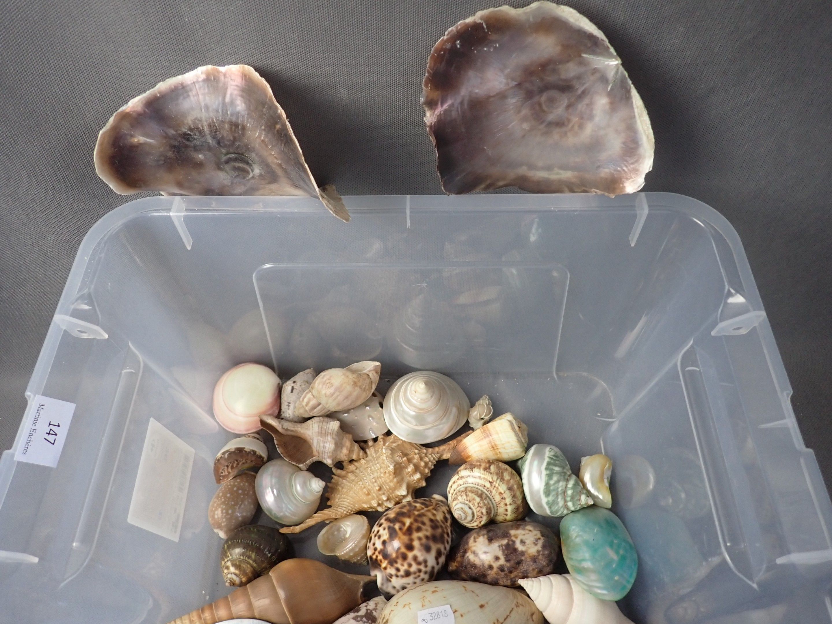 Lot de coquillages