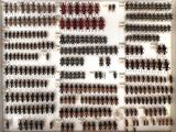 a lot of bugs that are on display in a display case
