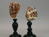 two seashells on a black stand against a gray background