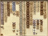 many different butterflies in a display in a white frame