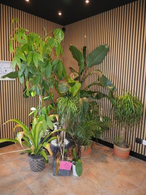 many potted plants in the corner of the room